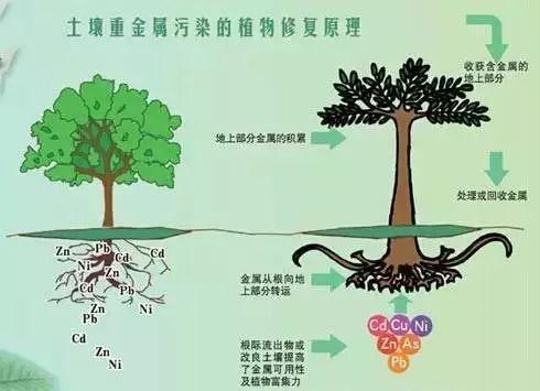 不同類型重金屬污染土壤來(lái)源及特點(diǎn)